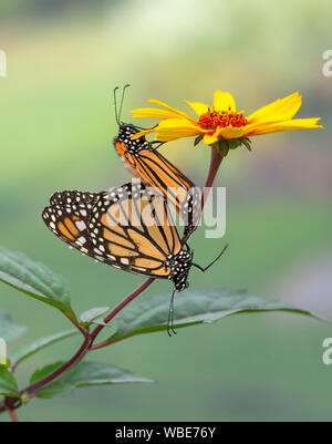 A mating pair / paired of Monarch butterflies (danaus plexippus) covered in rain drops Stock Photo