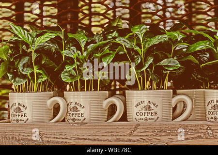 Green sprouts of coffee in a white mug in a wooden box on the counter of a flower shop. Fresh green coffee leaves, potted plants Stock Photo