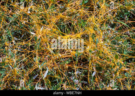 Dodder Genus Cuscuta is The parasite wraps the stems of plant cultures with yellow threads and sucks out the vital juice and nutrients Stock Photo