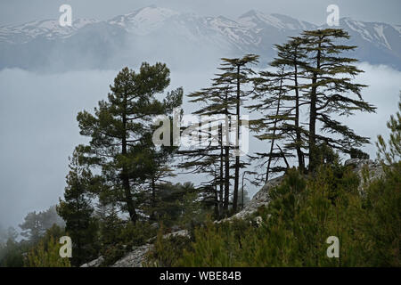 When the fog collapses into the antalya forests, magnificent landscapes occur. Stock Photo