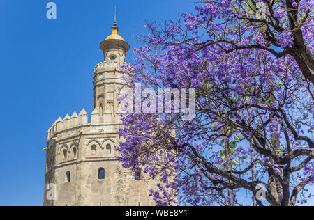 Purple blossem in front of the historic Golden Tower in Sevilla, Spain Stock Photo