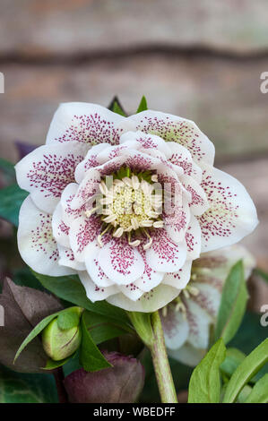 Close up of flower detail of Helleborus Cinderella   Ideal for borders and woodland gardens are evergreen and frost hardy Stock Photo