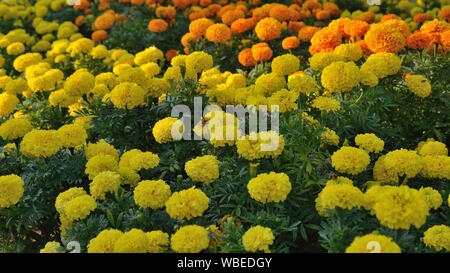 Yellow and orange marigold flowers in the garden, Tagetes erecta Stock Photo