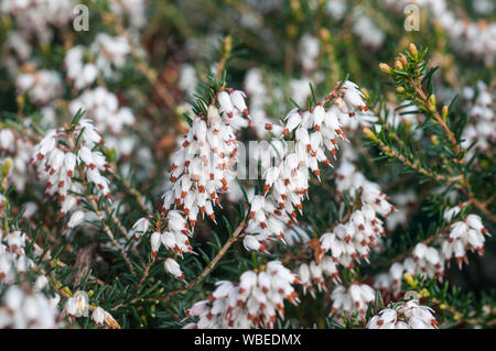 Close up of Heather Erica carnea Golden Starlet a fully hardy evergreen mat forming shrub that has white flowers with brown tips in winter and spring Stock Photo