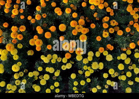 Yellow and orange marigold flowers in the garden, Tagetes erecta Stock Photo