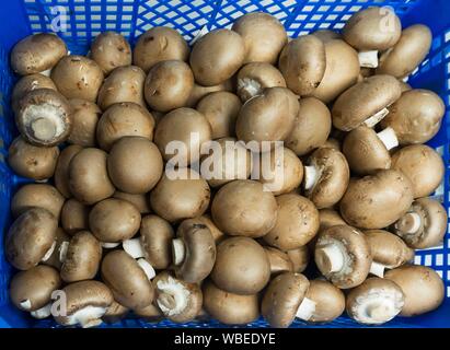 Fresh Common mushrooms (Agaricus bisporus) in a basket, Baden-Wurttemberg, Germany Stock Photo