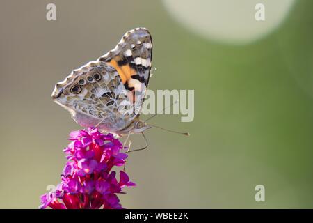 Painted lady (Vanessa cardui) on butterfly-bush (Buddleja davidii), Hesse, Germany Stock Photo