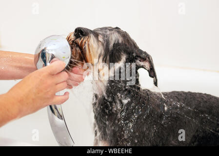 Professional pet groomer washing dog with shampoo in pet grooming salon. Close up .  Stock Photo