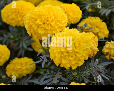 Close up of yellow marigold flowers in garden, Tagetes-erecta Stock Photo