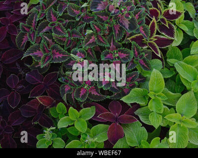 Coleus blumei plants in the garden Stock Photo