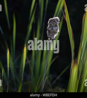 A lone cattail going to seed shines among long  blades of grass in a sunlit pond late on a summer afternoon. Stock Photo