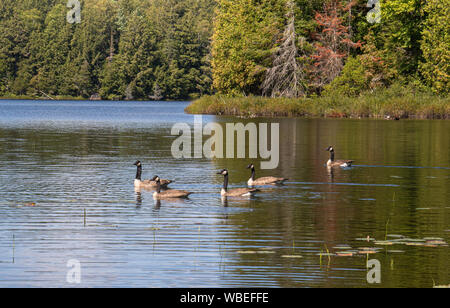 Five Canada geese (Branta canadensis) crossing a lake on a pond with the blue sky and green forest reflecting in the still water in Muskok Stock Photo