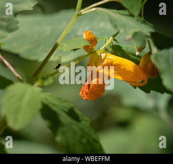 A tiny gnat crawls towards an orange jewelweed flower (Impatiens capensis) surrounded by green leaves in a forest Stock Photo