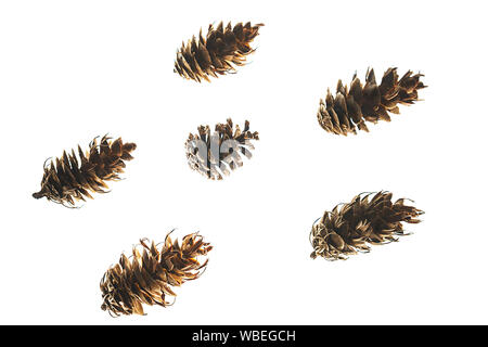 Winter natural composition made of cones on white background, isolated. Stock Photo