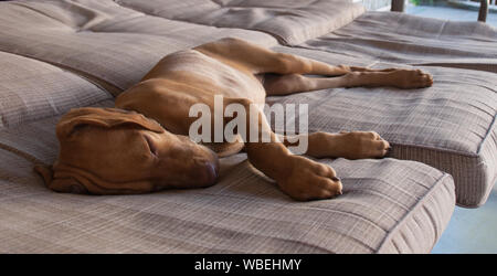 a little brown puppy Hungarian or Magyar Vizsla and its nose, ears and foot sleeping comfortably and relaxing in a brown couch
