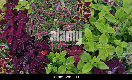Coleus blumei plants in the garden Stock Photo