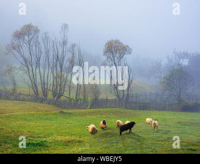 small sheep herd grazing in the thick fog. wonderful rural scenery. six white an one black farm animals having fun in such weather. trees behind the f Stock Photo