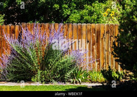 Purple sage; Salvia dorrii; growing wooden slat fence;  Salida; Colorado; USA Stock Photo