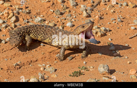Shingleback lizard, Tiliqua rugosa, on stony ground with mouth open and blue tongue visible in threatening pose, in the wild in outback Australia Stock Photo