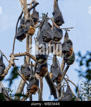 Group of grey-headed flying foxes, vulnerable species, black wings wrapped around bodies, sleeping hanging on branches of tree against blue sky - Aust Stock Photo