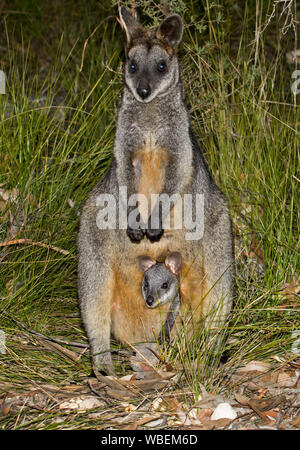 Beautiful swamp wallaby, Wallabia bicolour, with joey peering from pouch, both staring at camera from among tall grasses, in the wild in Australia Stock Photo