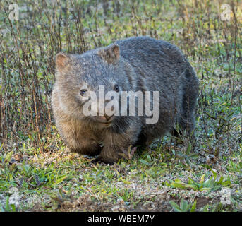 Common Wombat, Vombatus ursinus, in the wild at Dharug National Park, NSW Australia Stock Photo