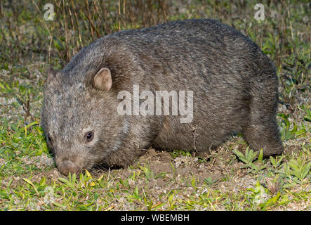 Common Wombat, Vombatus ursinus, in the wild at Dharug National Park, NSW Australia Stock Photo