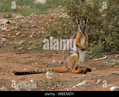 Beautiful female Australian yellow-footed rock wallaby, Petrogale xanthopus, a near threatened species, in the wild and staring towards camera Stock Photo