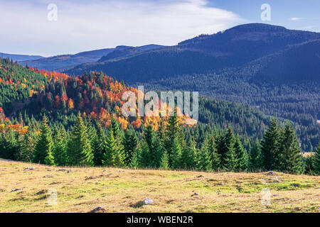 beautiful autumn mountain landscape. forested hill behind the grassy meadow. mixed forest in fall colors in the morning light. wonderful scenery of Ap Stock Photo
