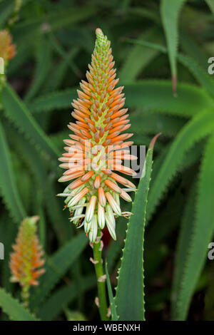 Drought tolerant succulent plant, Aloe 'Venus', with spikes of orange and cream flowers rising from bright green spiny edged leaves Stock Photo