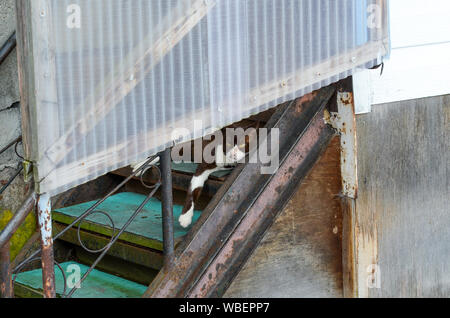 A cat lazing about on some steps. Stock Photo