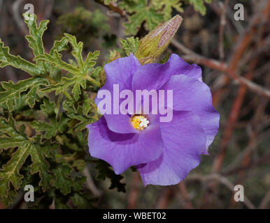 Beautiful purple flower, bud, and bright green foliage of Aloygyne huelgeli,  native hibiscus, and Australian wildflower Stock Photo