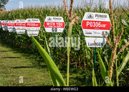 Galien, Michigan - Varieties of corn growing from seeds produced by Pioneer, a DuPont company. Nearly all corn grown in the United States is genetical Stock Photo