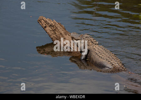 Gator Alley at the D'Olive Boardwalk Park in Daphne, Alabama, is filled with alligators sunbathing in the spring warmth Stock Photo