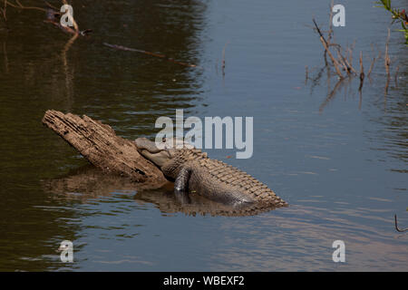 Gator Alley at the D'Olive Boardwalk Park in Daphne, Alabama, is filled with alligators sunbathing in the spring warmth Stock Photo