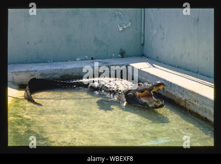 Gatorland, Route 1, St. Augustine, Florida Stock Photo