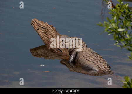 Gator Alley at the D'Olive Boardwalk Park in Daphne, Alabama, is filled with alligators sunbathing in the spring warmth Stock Photo