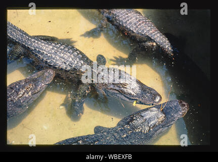 Gatorland, Route 1, St. Augustine, Florida Stock Photo