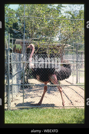 Gatorland, Route 1, St. Augustine, Florida Stock Photo