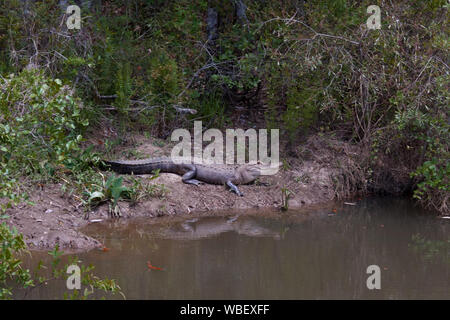 Gator Alley at the D'Olive Boardwalk Park in Daphne, Alabama, is filled with alligators sunbathing in the spring warmth Stock Photo