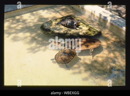 Gatorland, Route 1, St. Augustine, Florida Stock Photo