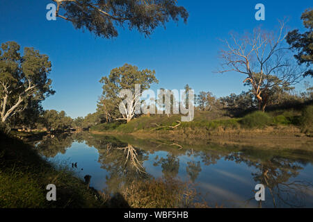 Cooper Creek with tall eucalyptus trees, emerald vegetation and blue sky reflected in calm water at Innamincka town common in outback South Australia Stock Photo