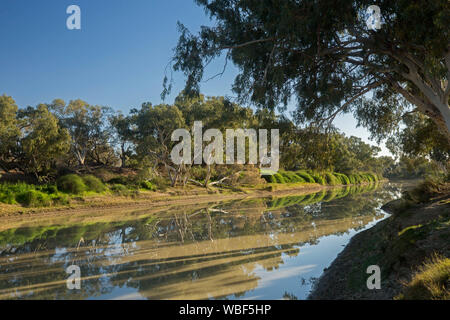 Cooper Creek with tall eucalyptus trees, emerald vegetation and blue sky reflected in calm water at Innamincka town common in outback South Australia Stock Photo