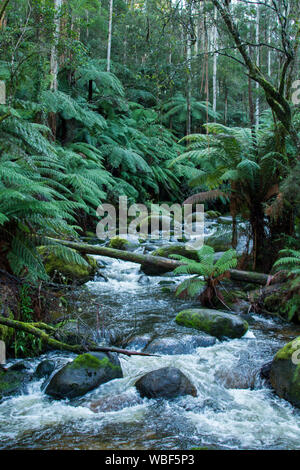 Forest of eucalyptus trees with undergrowth of tree ferns with vivid green foliage and fast flowing stream splashing over mossy rocks in Australia Stock Photo