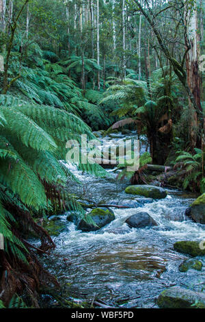 Forest of eucalyptus trees with undergrowth of tree ferns with vivid green foliage and fast flowing stream splashing over mossy rocks in Australia Stock Photo