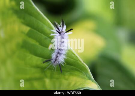 A White Hickory Tussock Moth Caterpillar On A Hosta Leaf Stock Photo