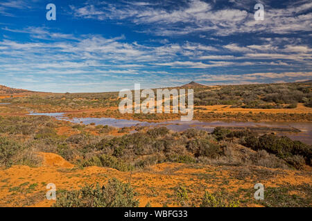 Outback landscape with red soil covered in saltbush & blue sky reflected in water of Willochra Creek  in Flinders Ranges region South Australia Stock Photo