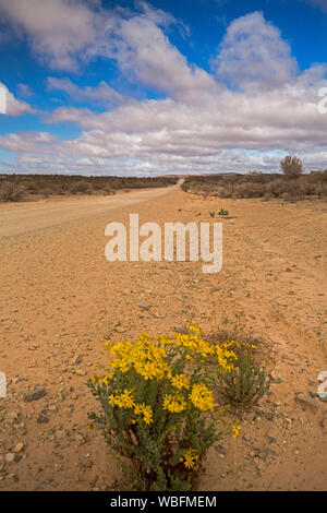 Road leading through arid Australian outback landscape during drought with solitary clump of yellow wildflowers blooming in foreground under blue sky Stock Photo