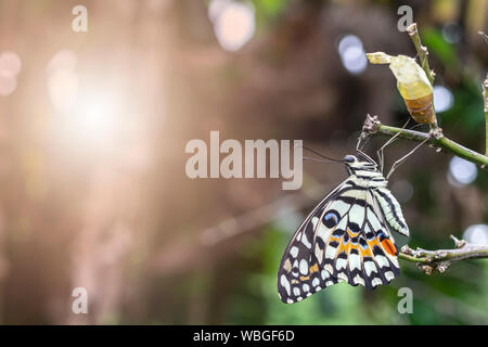 beautiful lime or lemon butterfly Leaving Its Cocoon in the nature. Stock Photo