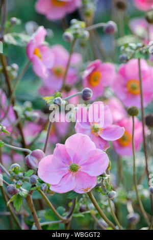 Japanese anemone 'Hadspen Abundance'  Anemone hupehensis Hadspen Abundance Stock Photo